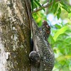 Cynocephalus variegatus et son petit