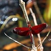 Libellule Neurothemis terminata