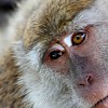 crop Macaca fascicularis.jpg