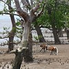 crop Nasiques dans la mangrove.jpg