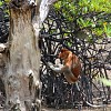 Singe nasique au repos