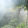 Brume matinale