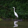 Grande Aigrette-Ardea alba