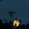 Lever de lune sur le Kinabatangan