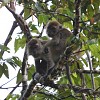 Macaque Ã  longue queue - Macaca fascicularis