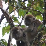 Macaque à  longue queue - Macaca fascicularis