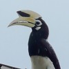 crop anthracoceros-albirostris-calao-pie.jpg