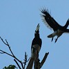 crop calao-pie-anthracoceros-albirostris.jpg