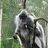 crop langur.jpg