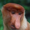 crop singe-nasique-a-labuk-bay.jpg