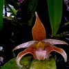 bulbophyllum-claptonense-lobbii-