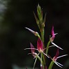 flore