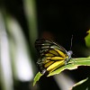 papillon-jaune-et-noir