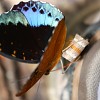 papillon-lexias-dirtea