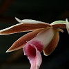 phaius-tankervilleae-orchidee-