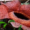 rafflesia