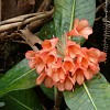 rhododendron-crassifolium-kinabalu