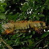 crop Iguane.jpg