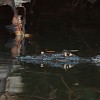 crop caiman-a-tortuguero.jpg