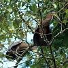 crop onore-du-mexique-bare-throated-tiger-heron-tigrisoma-mexicanum-.jpg