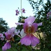 vanda-teres