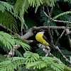 tyran-quiquivi-great-kiskadee-pitangus-sulphuratus-
