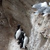 Guillemots et mouettes dactykes