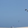 canaries