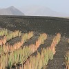 Plantation d'aloe vera sur la lave