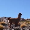 Alpaca - Lama pacos