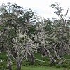 Barba del viero (lichen saprophyte)
