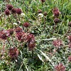 acaena-magellanica
