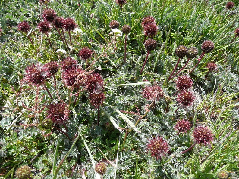 acaena-magellanica
