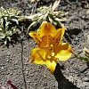 alstroemeria-patagonica