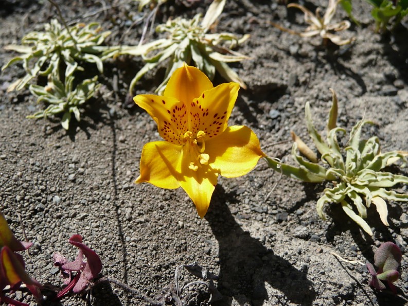 alstroemeria-patagonica