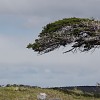 arbre-dans-le-vent