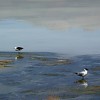 avocette-des-andes