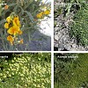 azorella