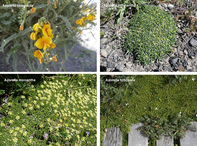 azorella