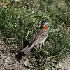 bruant-chingomo-zonotrichi-capensis_1