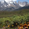 calceolaria-devant-les-torres-del-paine