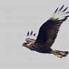 caracara-huppe-anas-specularoides