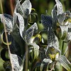 chloraea-magellanica