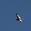 el-condor