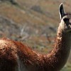 guanaco_1322388192