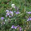 lathyrus-magellanicus