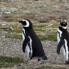 manchots-a-la-baie-d-otway