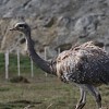 nandou-de-darwin-rhea-pennata