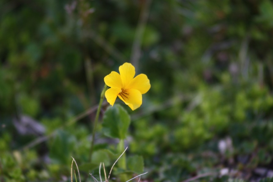 viola-magellanica