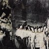 guillemots